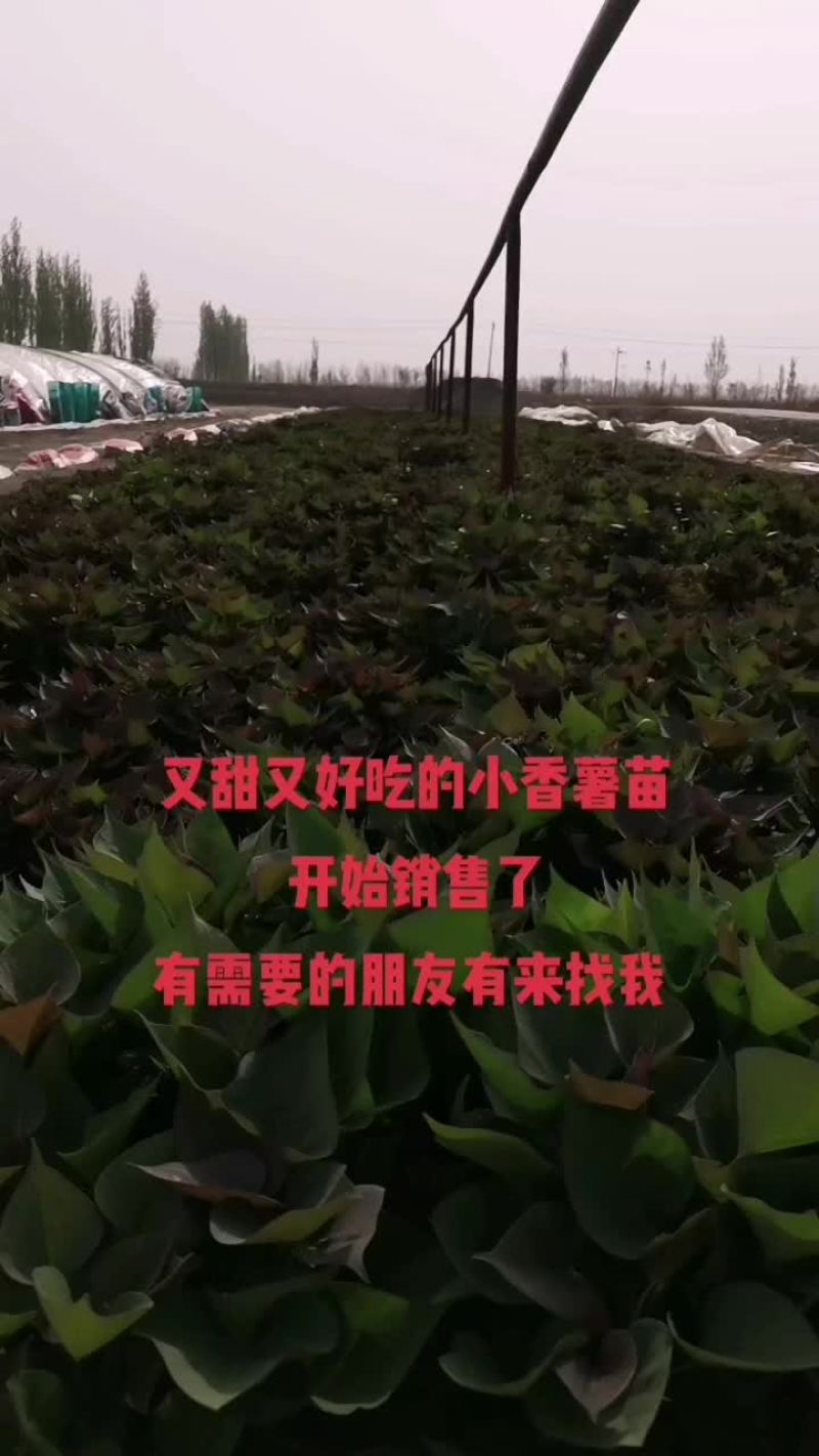 西瓜红薯苗，哈密，板栗红薯苗