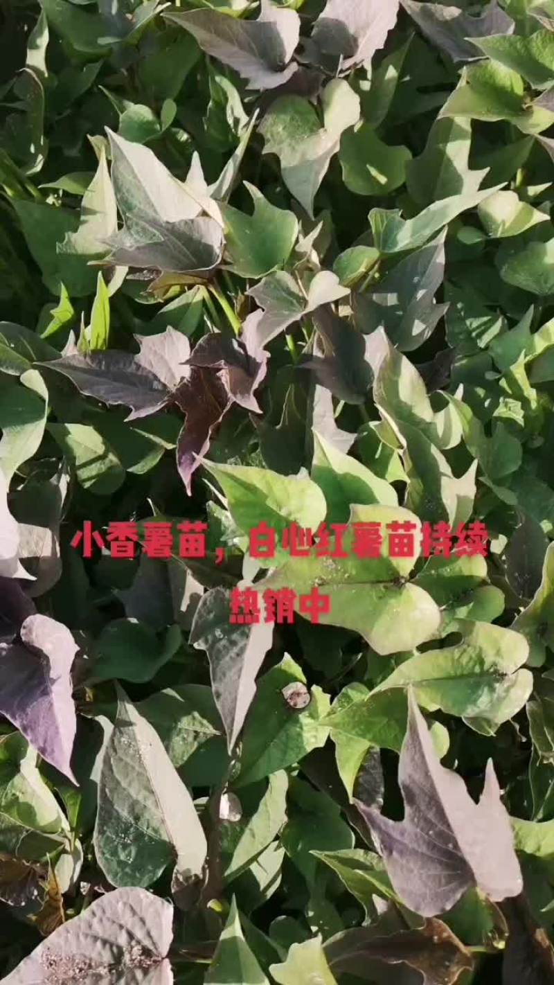 西瓜红薯苗，哈密，板栗红薯苗