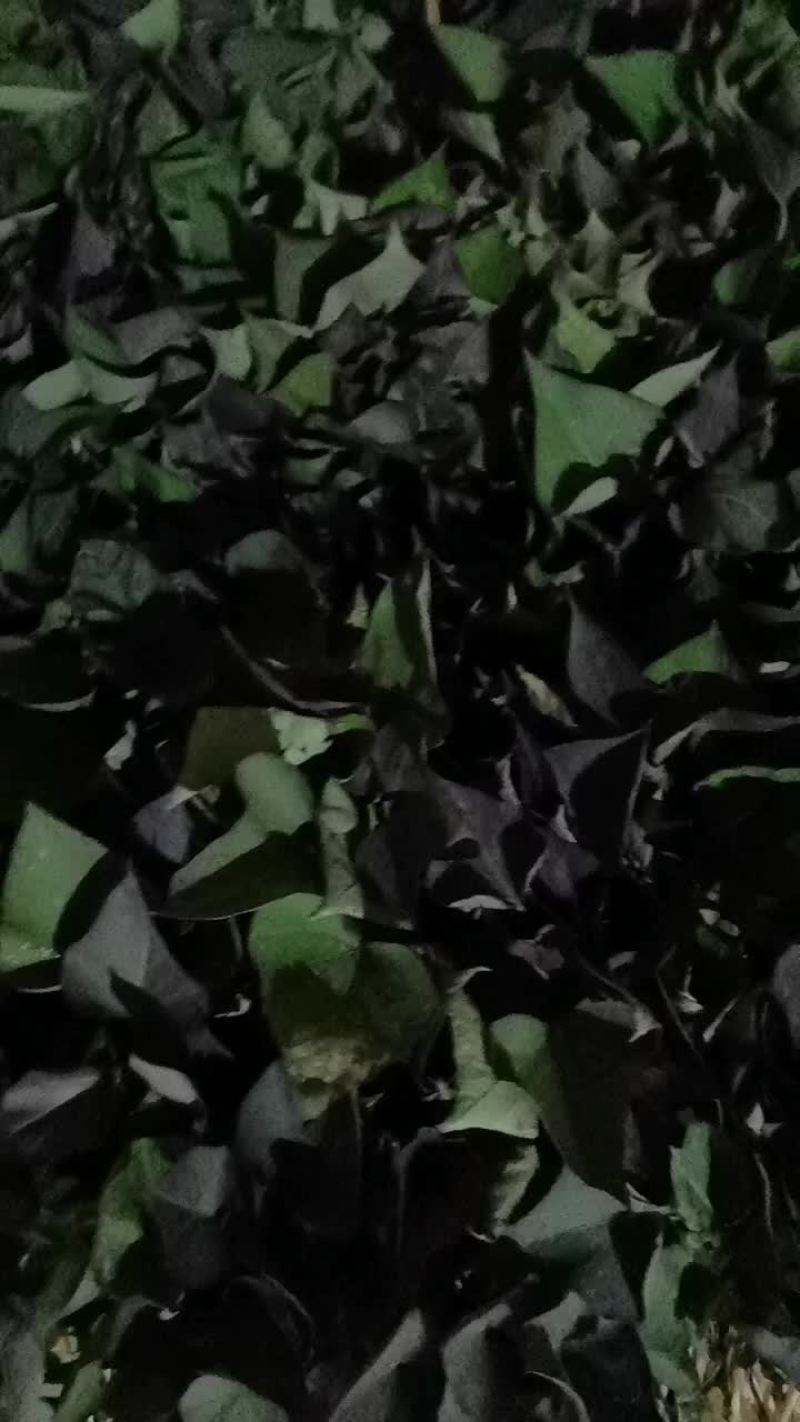 西瓜红薯苗，哈密，板栗红薯苗