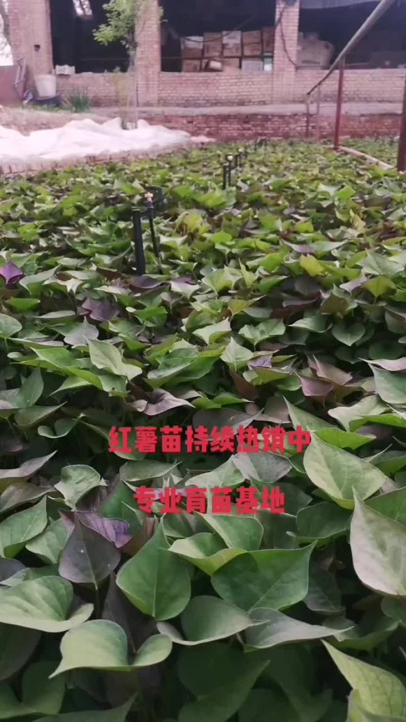 西瓜红薯苗，哈密，板栗红薯苗