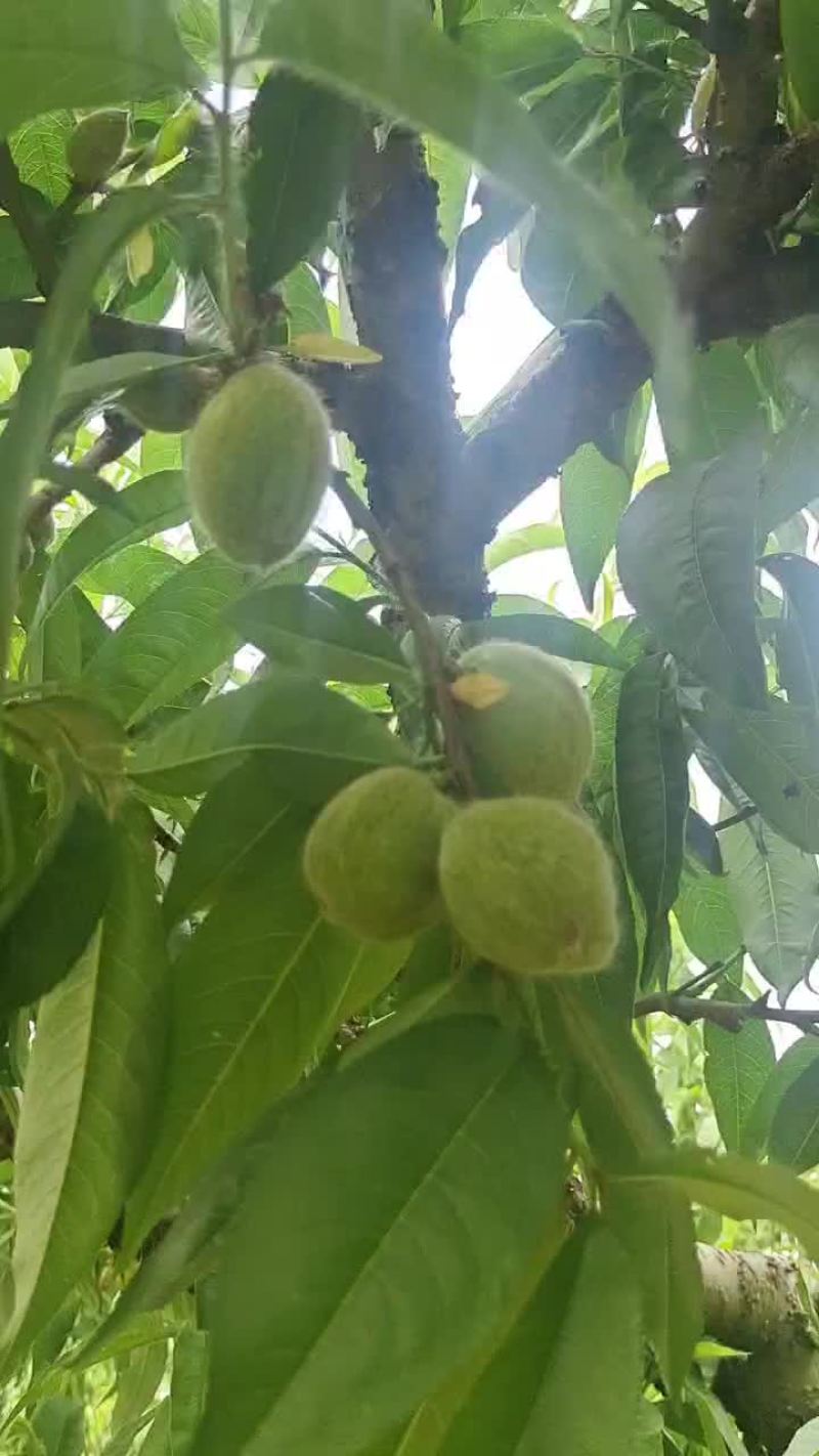 针脆桃