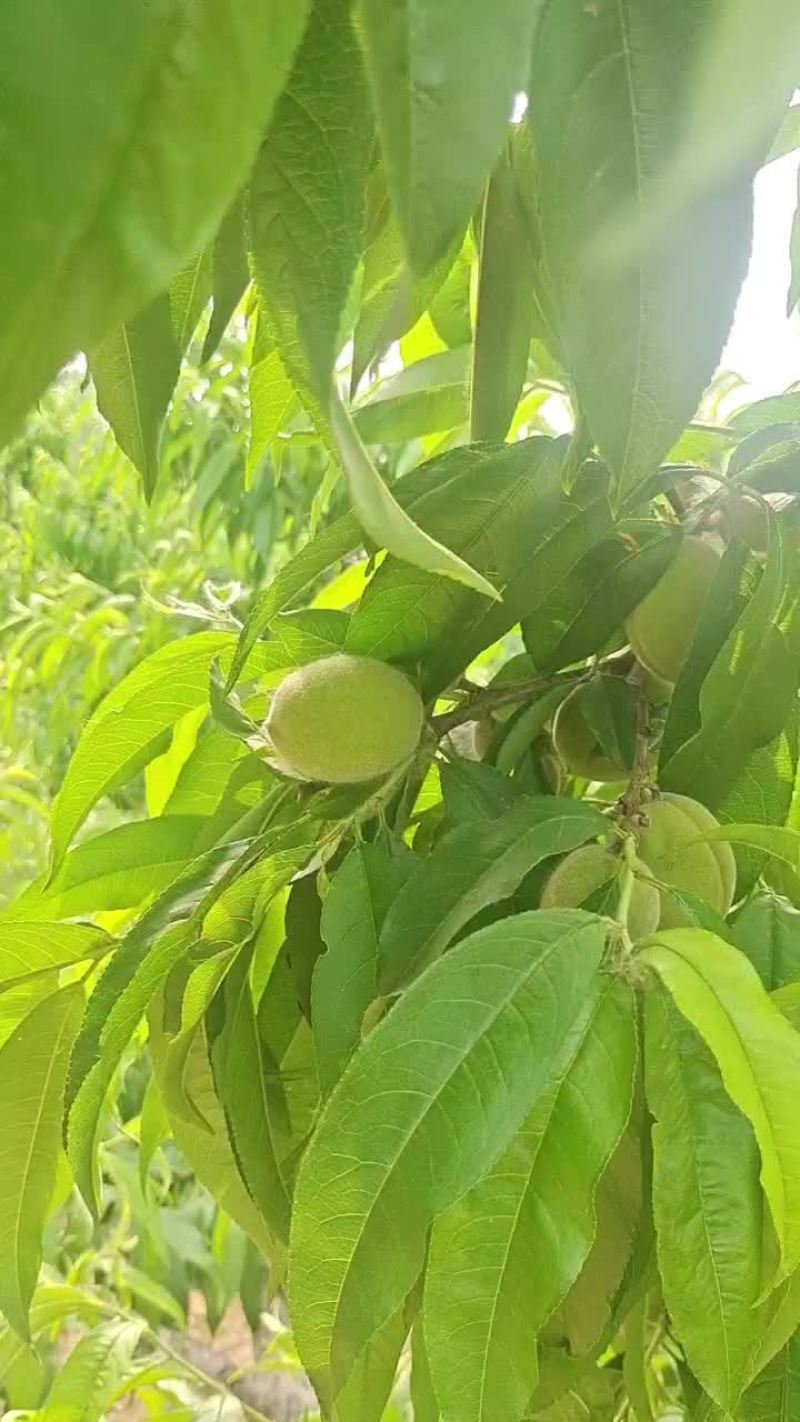 针脆桃