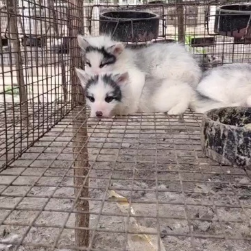 狐狸