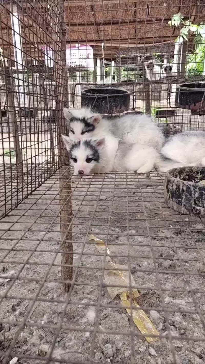 狐狸