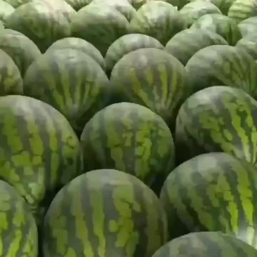 甜王黑美人大量上市中