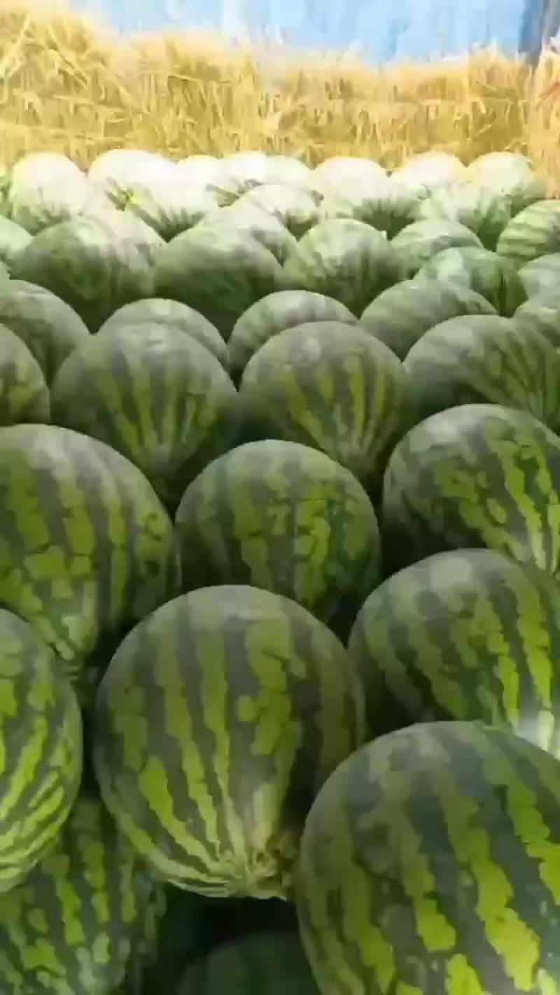 甜王黑美人大量上市中