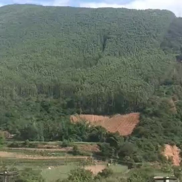 种植有6年的7年的8年的合同38年，有林权证，林权证面