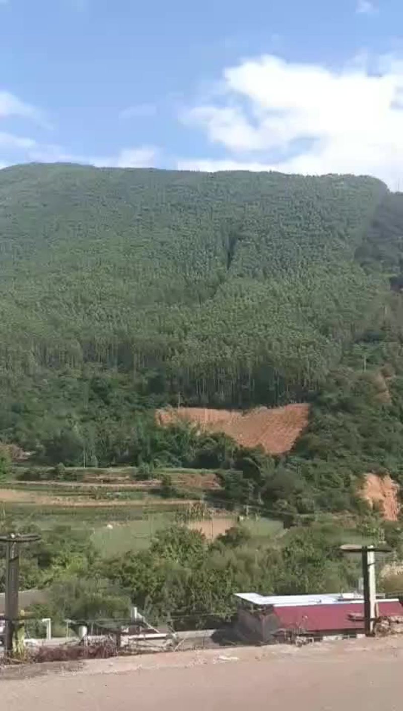 种植有6年的7年的8年的合同38年，有林权证，林权证面