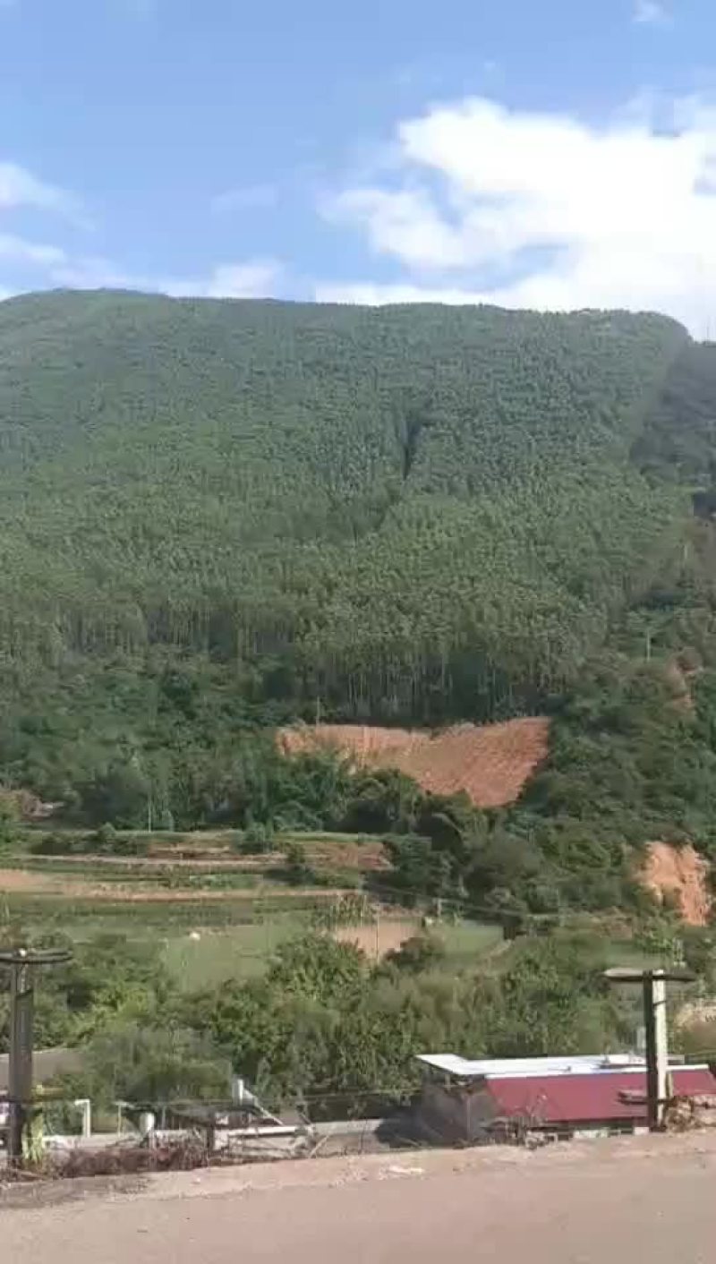 种植有6年的7年的8年的合同38年，有林权证，林权证面