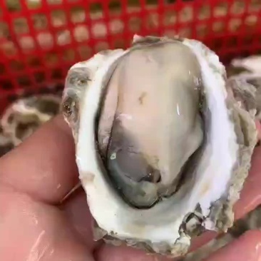 潮汕生蚝全壳生蚝烧烤摊专用加工半壳生蚝