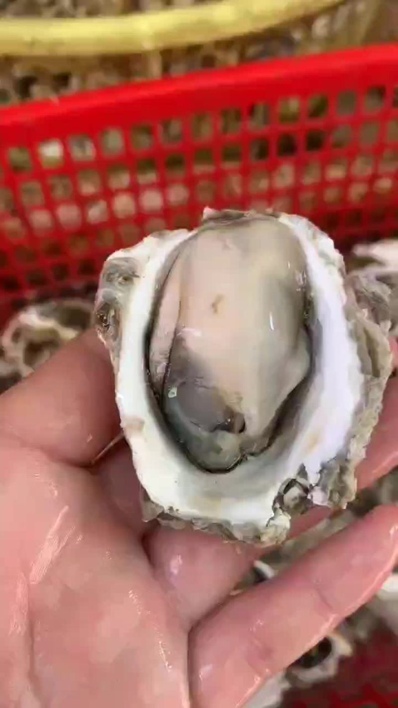 潮汕生蚝全壳生蚝烧烤摊专用加工半壳生蚝