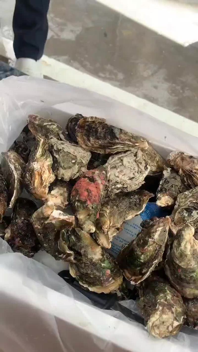 潮汕生蚝全壳生蚝烧烤摊专用加工半壳生蚝