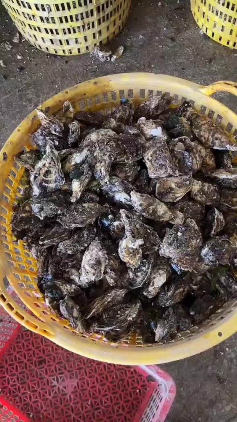 潮汕生蚝全壳生蚝烧烤摊专用加工半壳生蚝