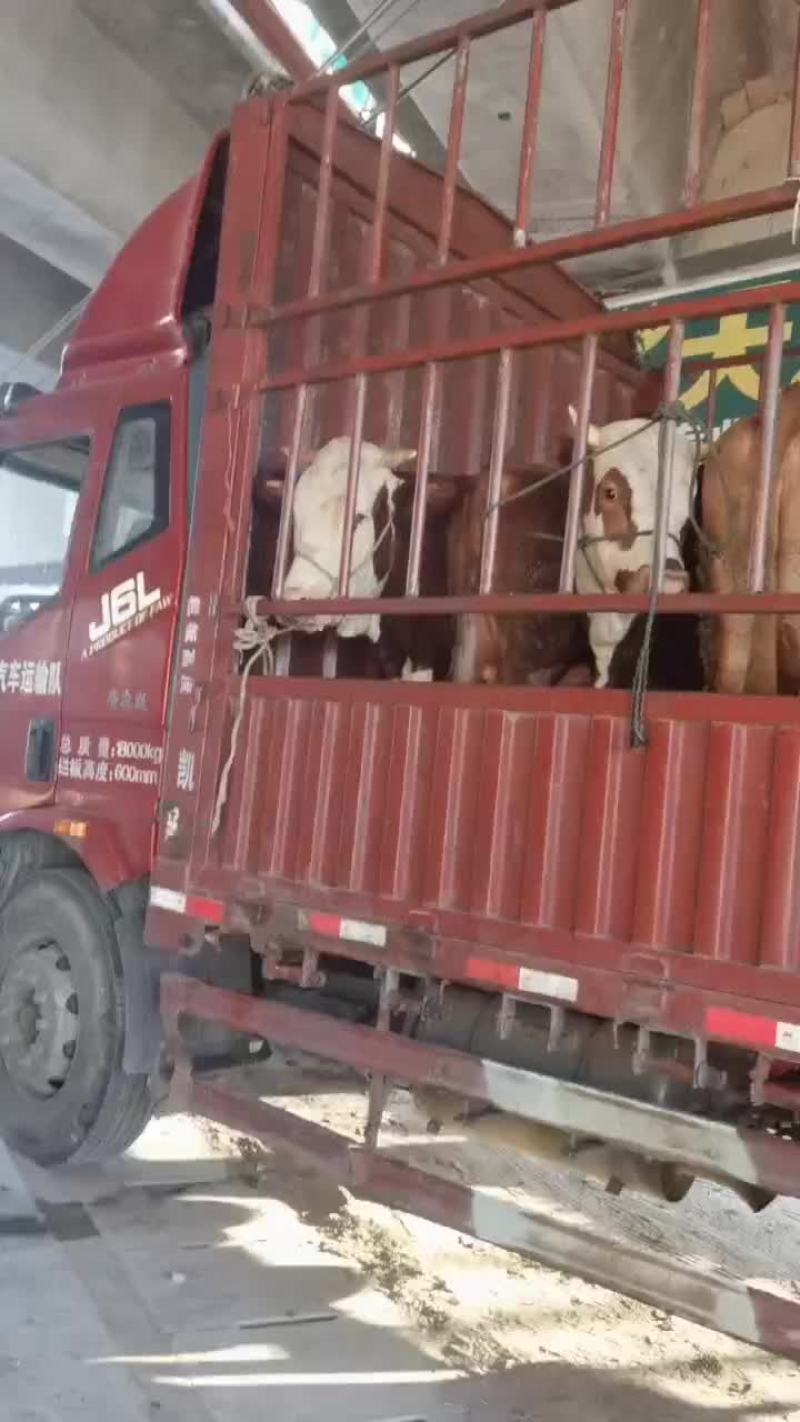 西门塔，繁殖母牛，欢迎新老顾客前来选购，价格合理