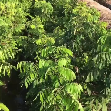 基地供应四季龙眼苗，兼备嫁接队伍