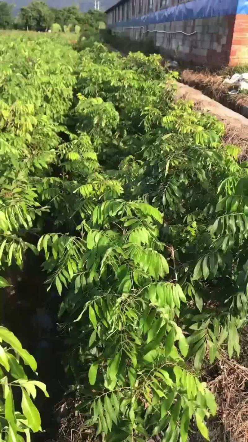 基地供应四季龙眼苗，兼备嫁接队伍