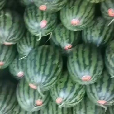 大量供应西瓜