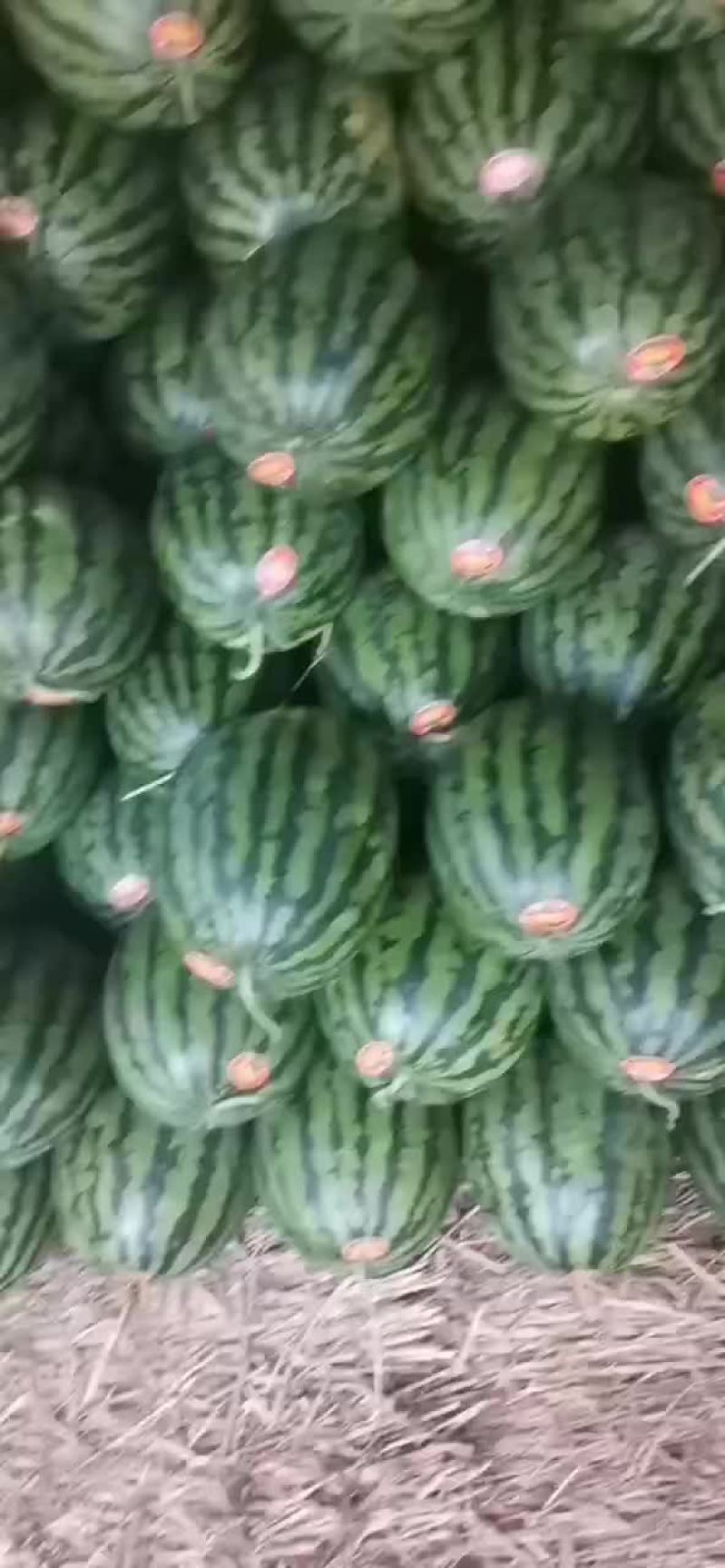 大量供应西瓜