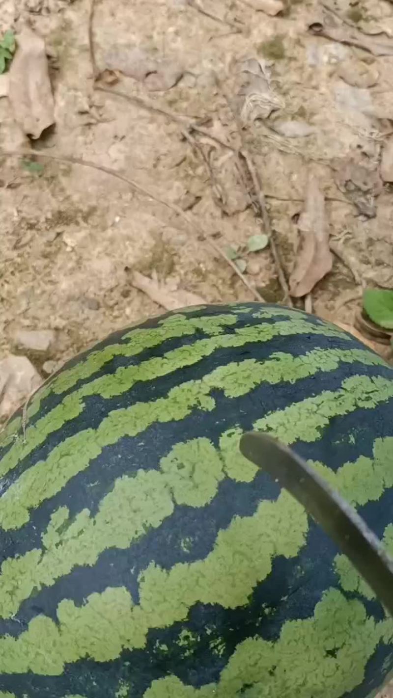 大量供应西瓜