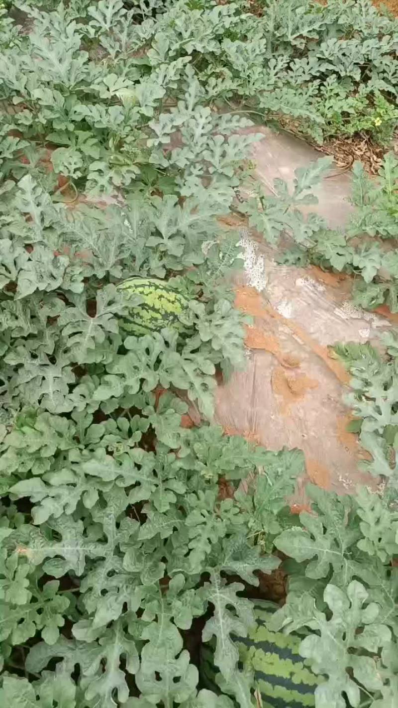 大量供应西瓜