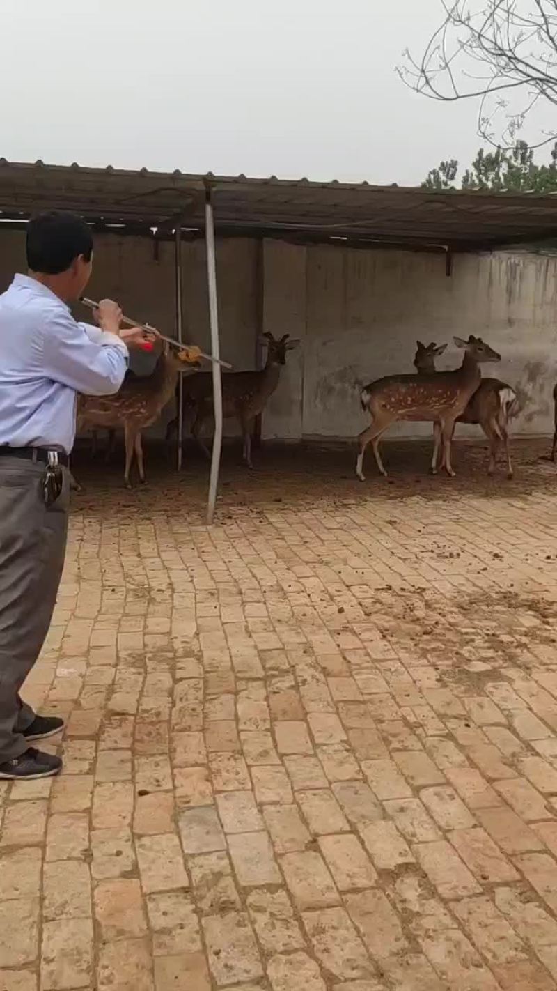 给朋友视频挑选梅花鹿麻醉