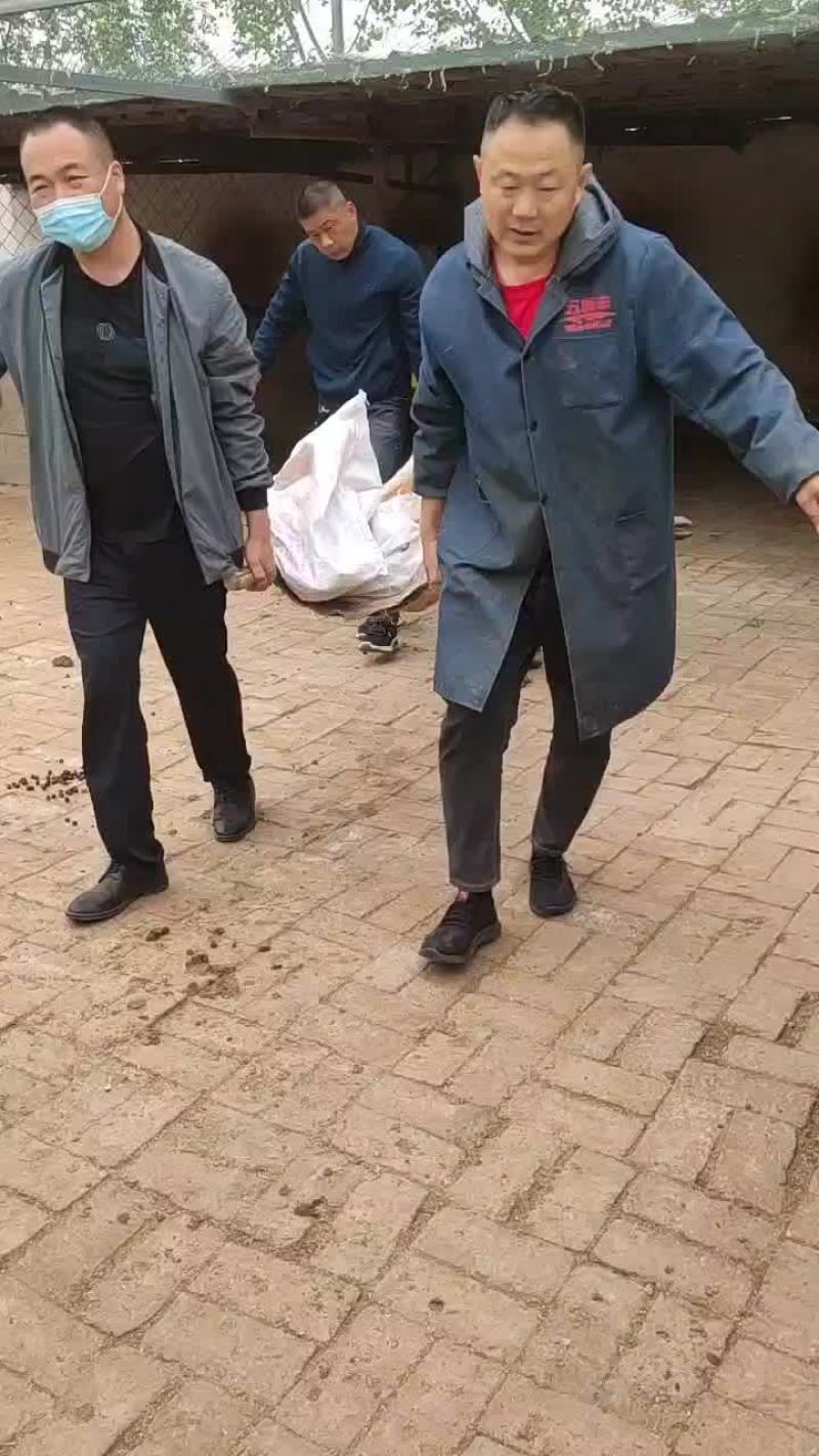 给朋友视频挑选梅花鹿麻醉