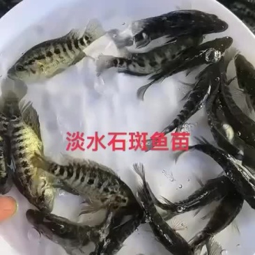 基地养殖、淡水石斑鱼苗、生长速度快、抗病能力强、条型靓