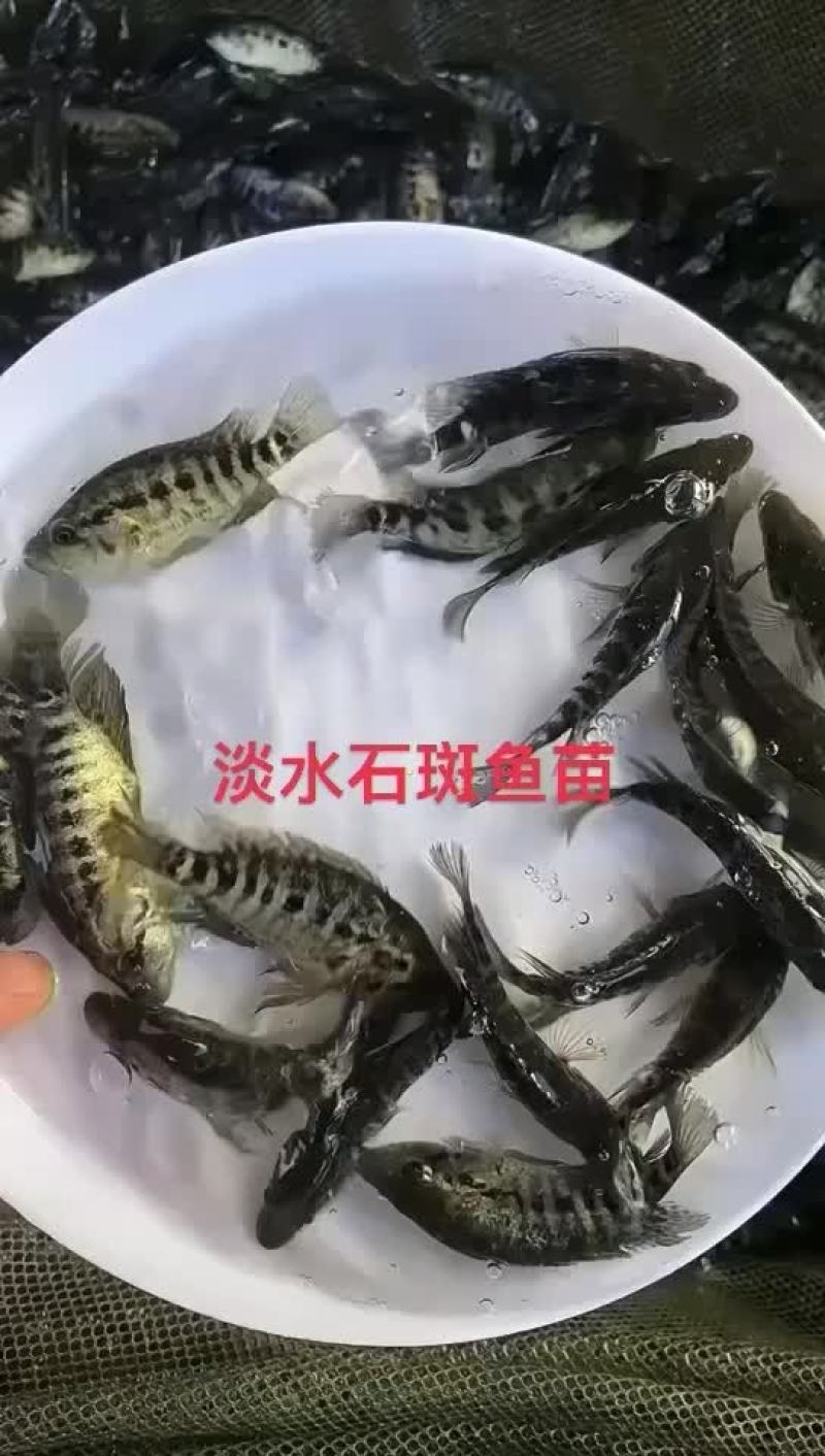 基地养殖、淡水石斑鱼苗、生长速度快、抗病能力强、条型靓