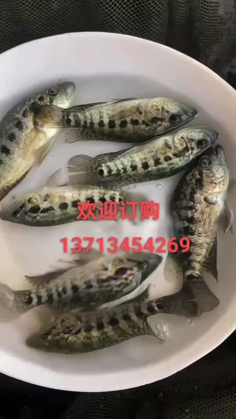 基地养殖、淡水石斑鱼苗、生长速度快、抗病能力强、条型靓