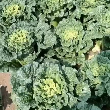 精品秋绿，货量不多，拼手速