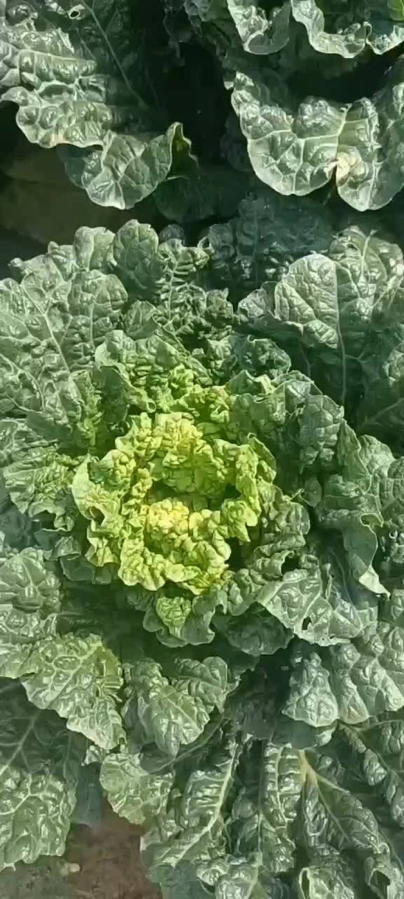 精品秋绿，货量不多，拼手速