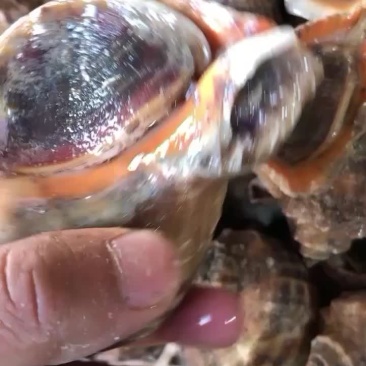 海螺全规格
