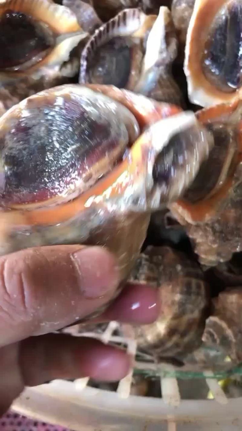 海螺全规格