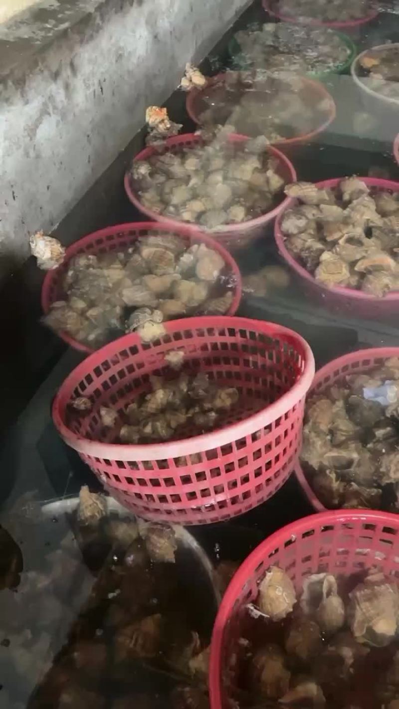 海螺全规格