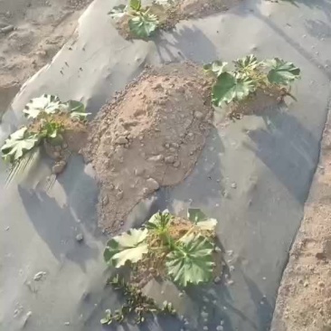新疆哈密银栗南瓜