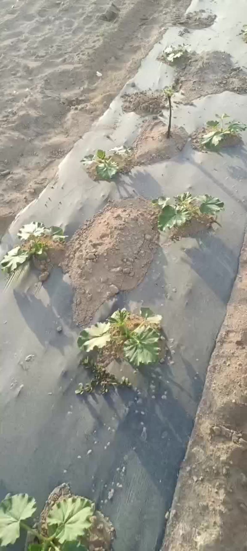 新疆哈密银栗南瓜