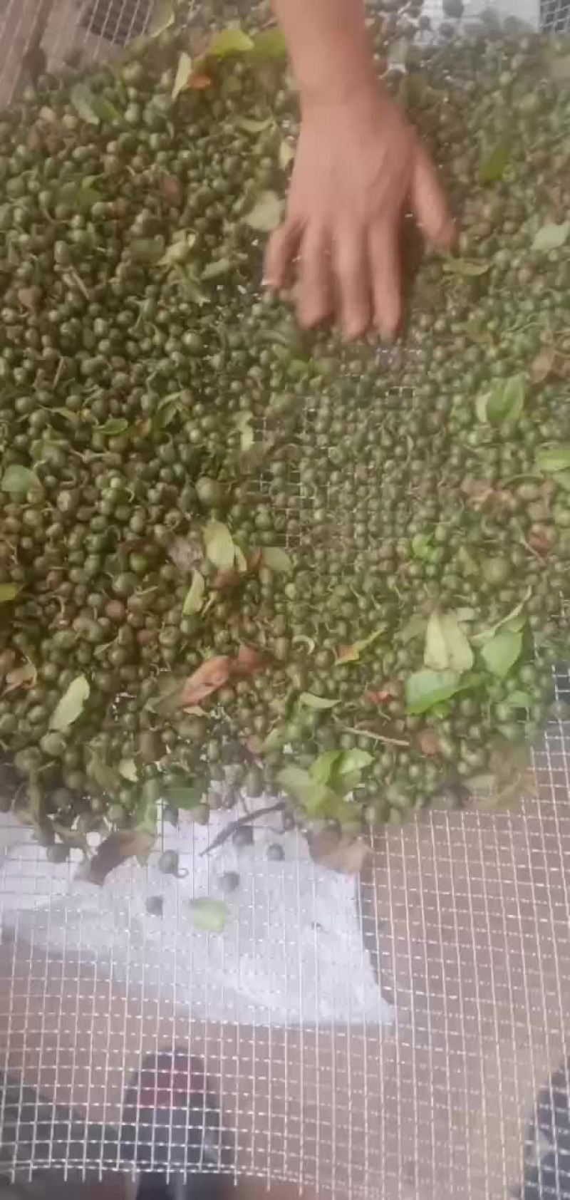 茶叶籽(嫩果)