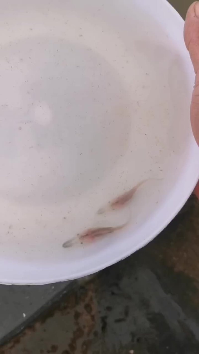 优质各种淡水鱼苗，鸭嘴鱼，长嘴鱼，生长快，抗病力强，欢迎
