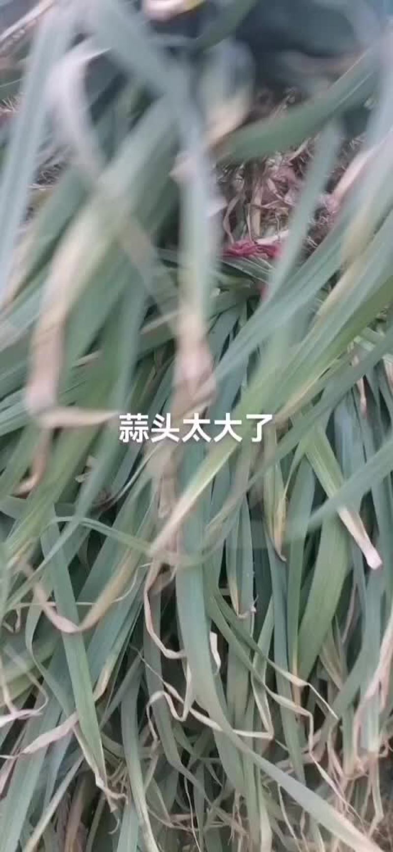 青蒜苗稞
