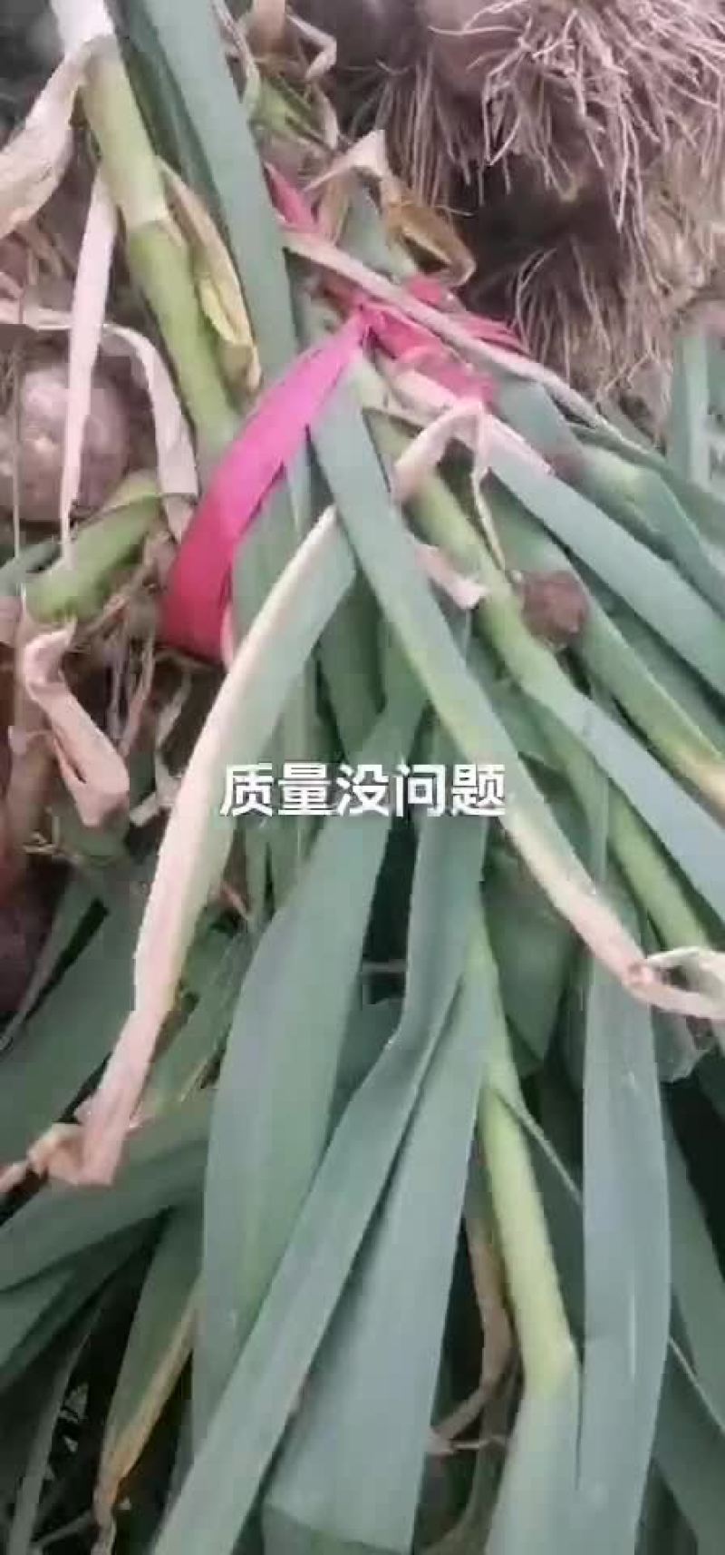 青蒜苗稞