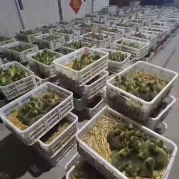 鹅苗批发现货供应鹅苗品种全价格低疫苗做好厂家直销
