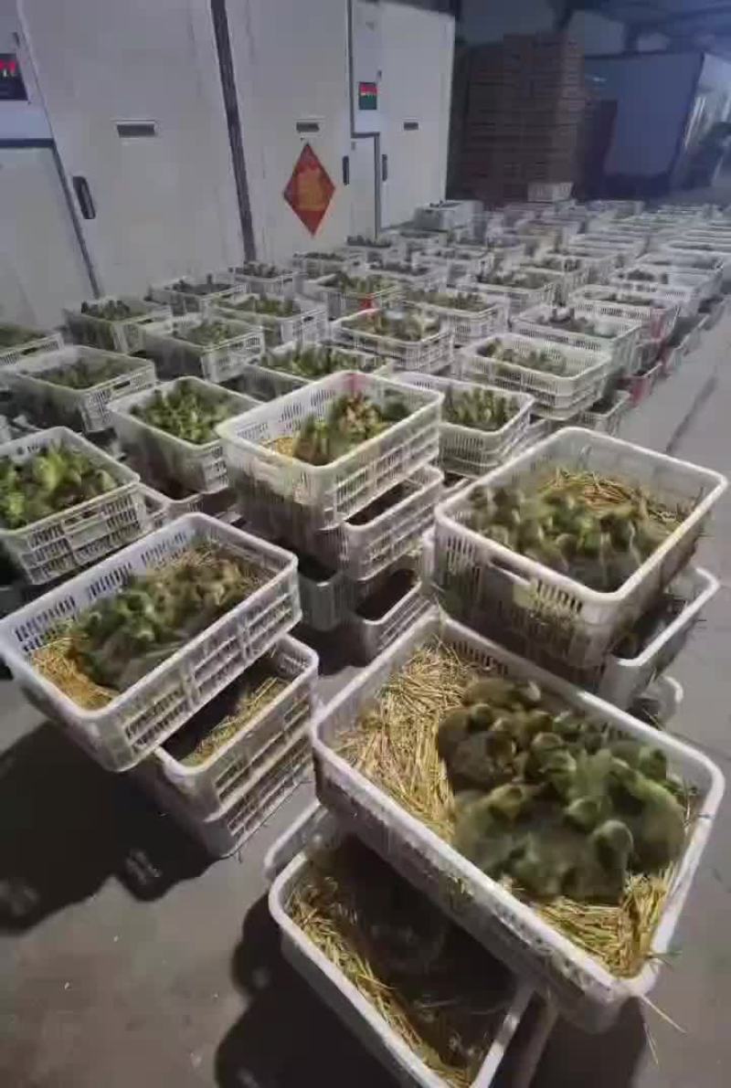 鹅苗批发现货供应鹅苗品种全价格低疫苗做好厂家直销