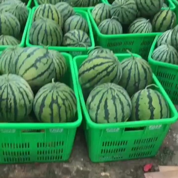 美都8424