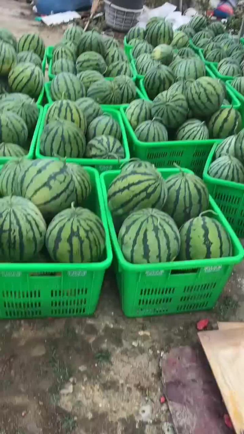 美都8424