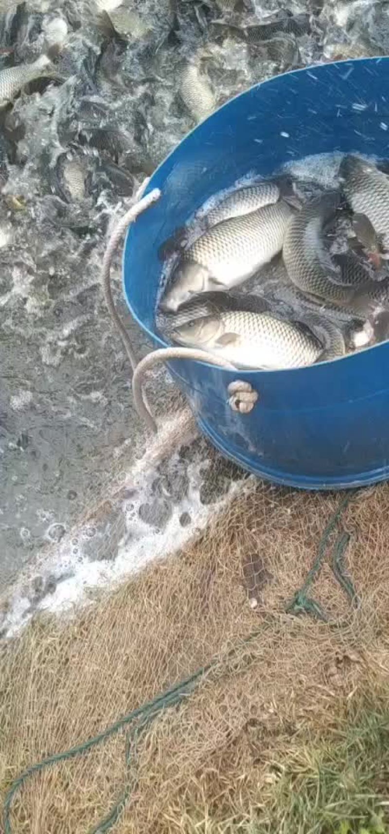 原塘鲤鱼下钓精品