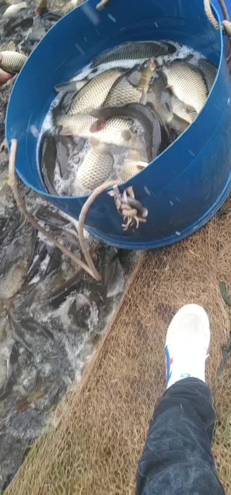 原塘鲤鱼下钓精品