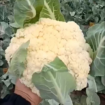 精品菜花大量上市需要的新老顾客前来选购价格优惠
