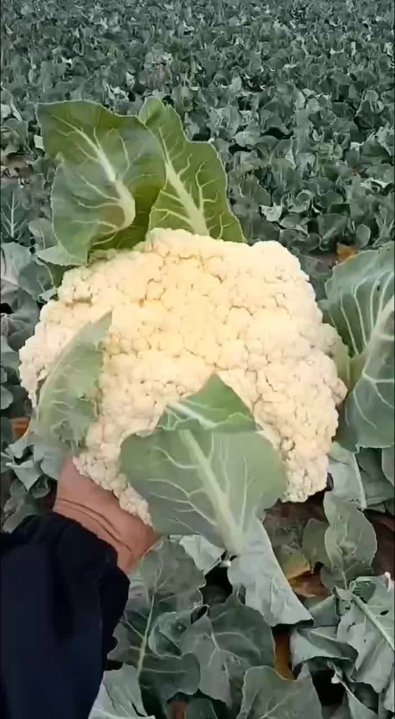 精品菜花大量上市需要的新老顾客前来选购价格优惠