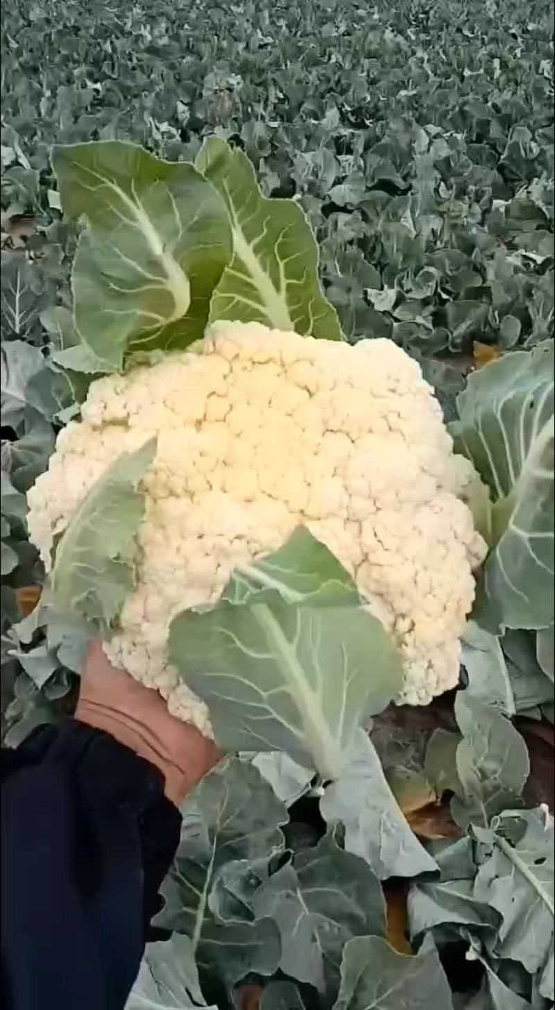 精品菜花大量上市需要的新老顾客前来选购价格优惠
