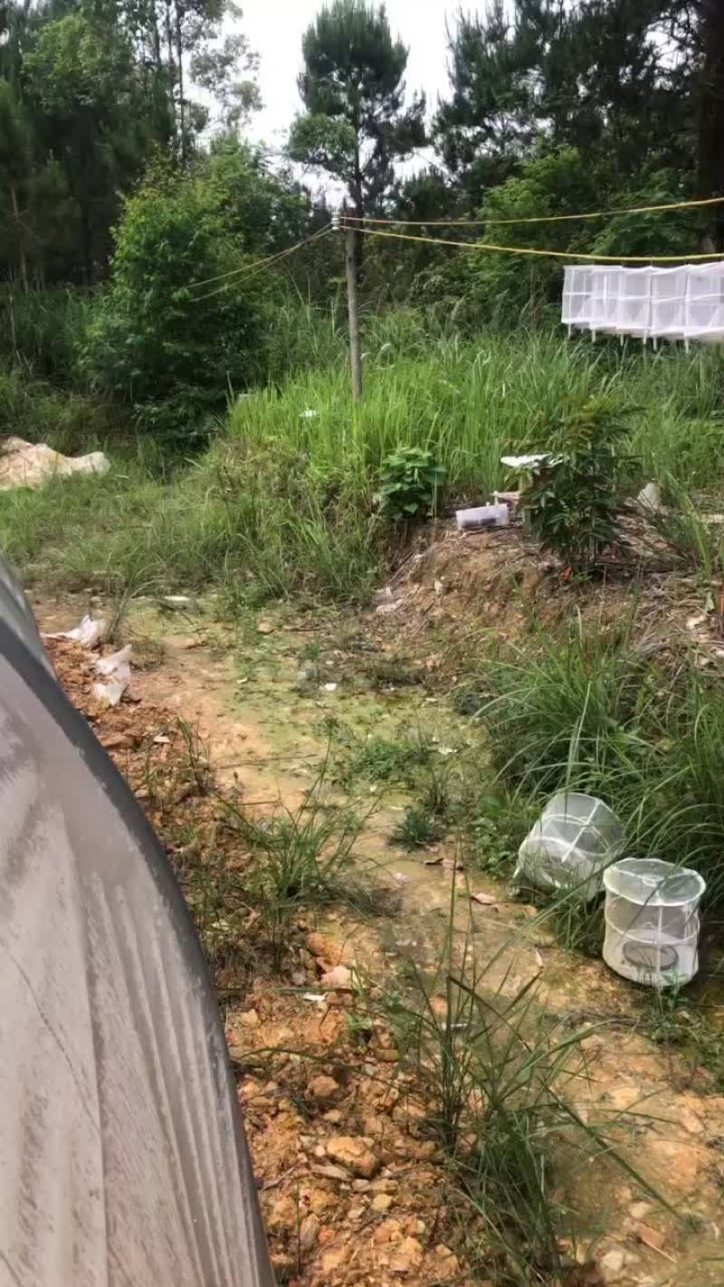 野化好的蜂群看上的联系
